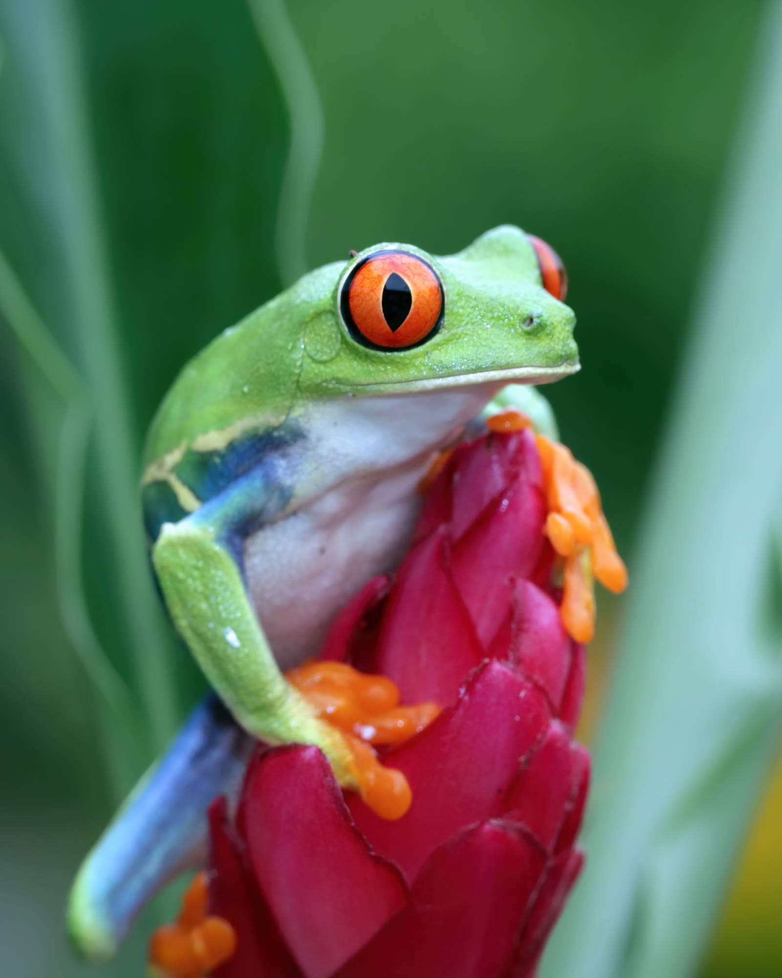 Grenouille aux yeux rouges